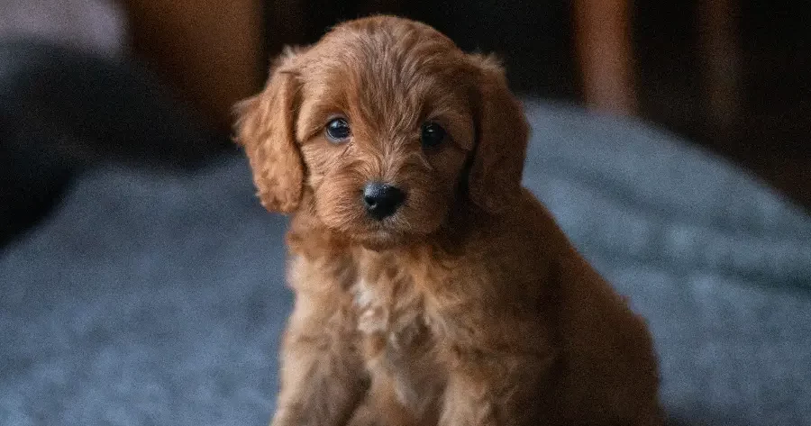 Uphoff Country Kennel - Illinois Cockapoo breeder