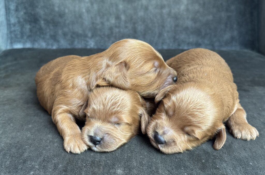 Cockapoo