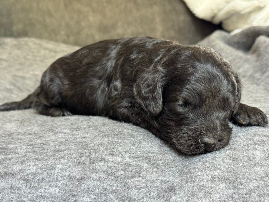Albert