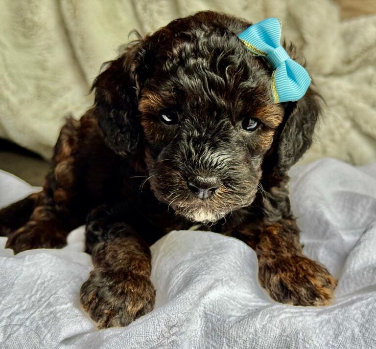 Hershey