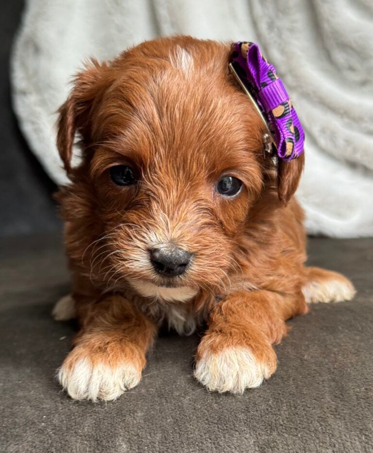 Twix