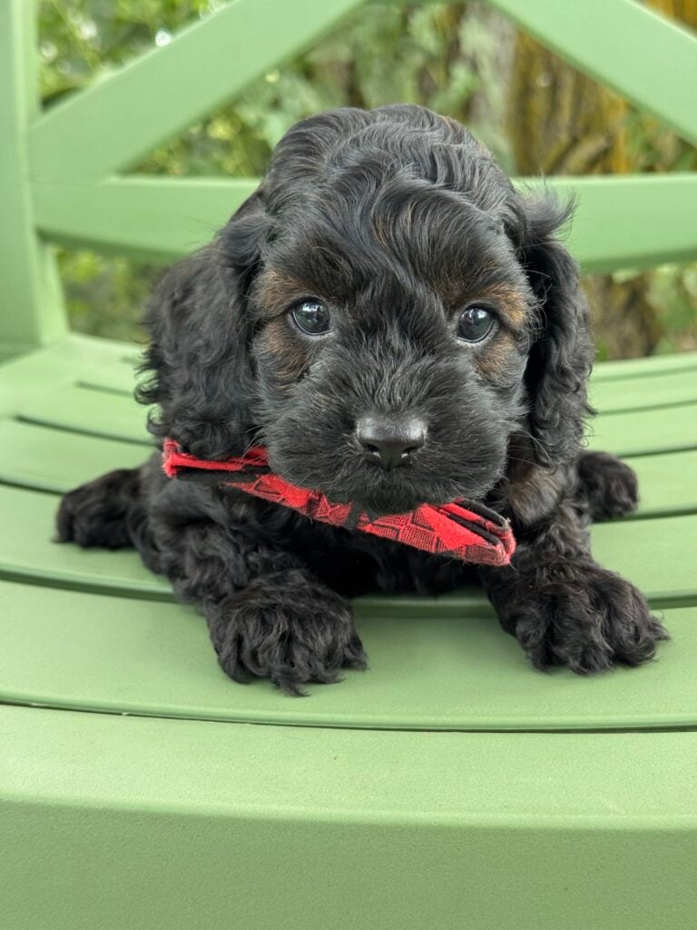 Bernard