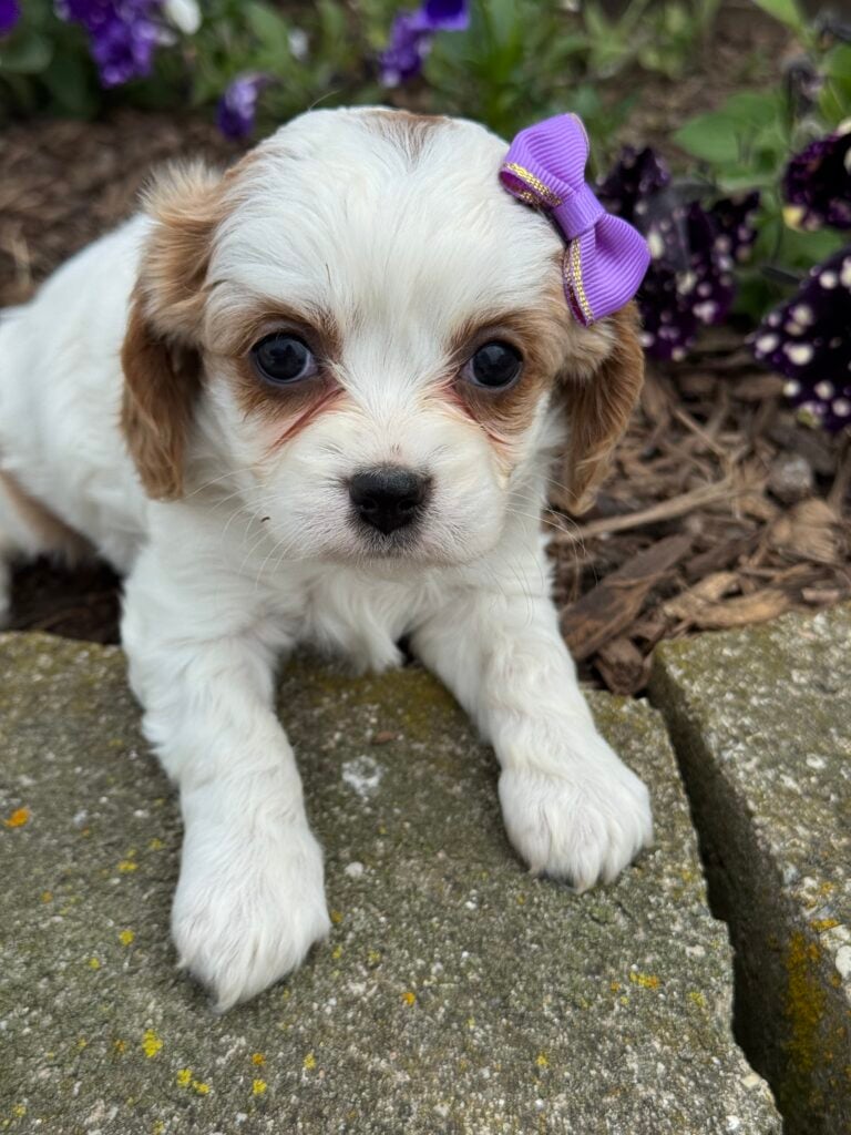 Mable