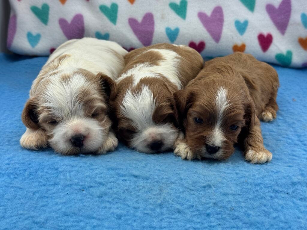 Cavapoo