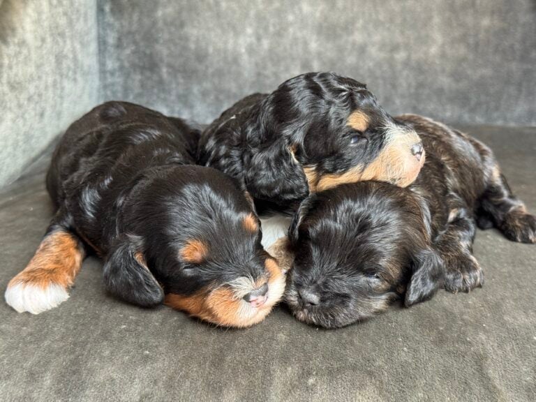 Cavapoo