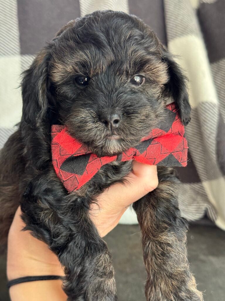 Albus