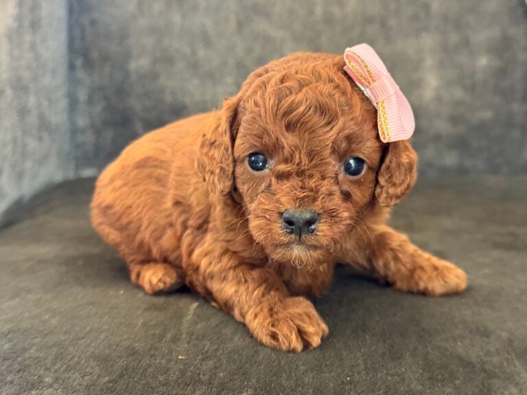 Biscuit