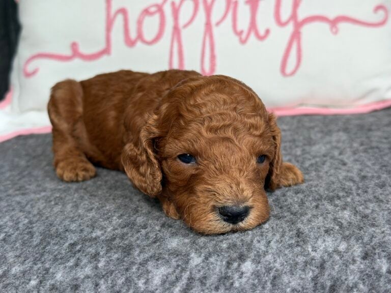 Rusty