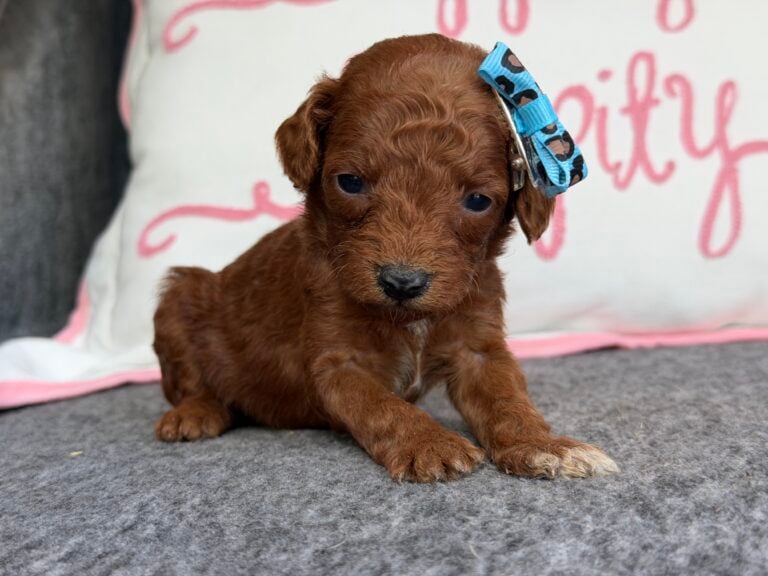 Ginger