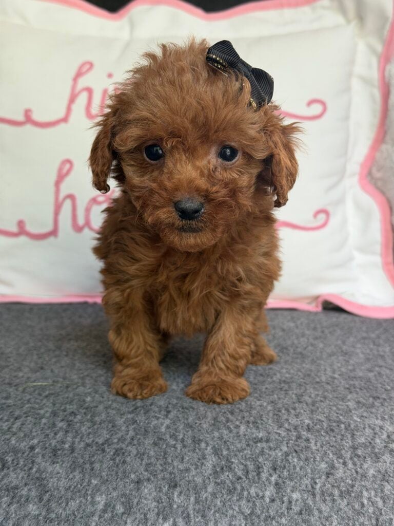 Willow