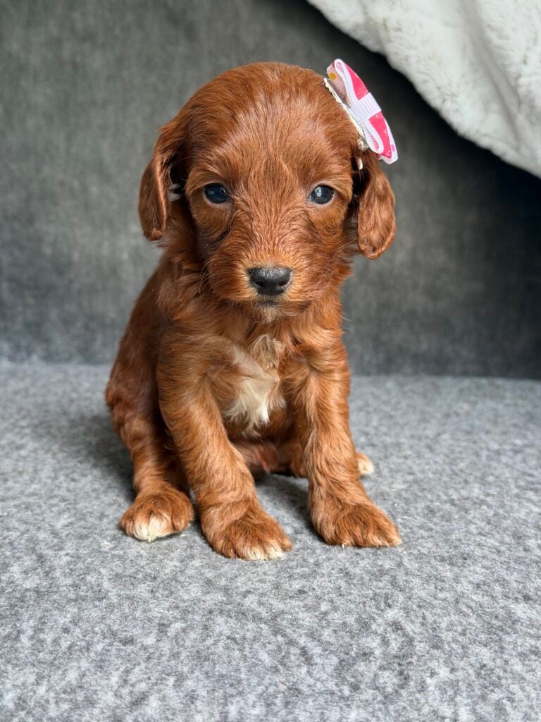 Maple